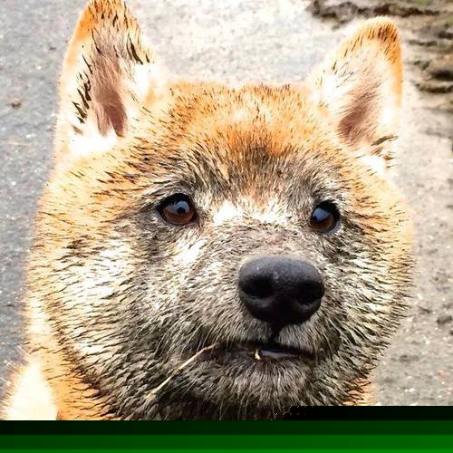 北非雄鹰对决绿茵军团，罗德里一锤定音，定义阿尔及利亚与爱尔兰的经典之战