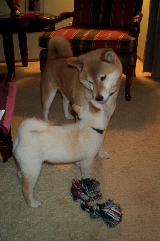 恩比德成为全场焦点，快船最后时刻击败公牛